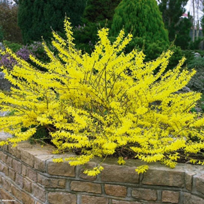 Komeaonnenpensas Marée d'Or (Plant habit)