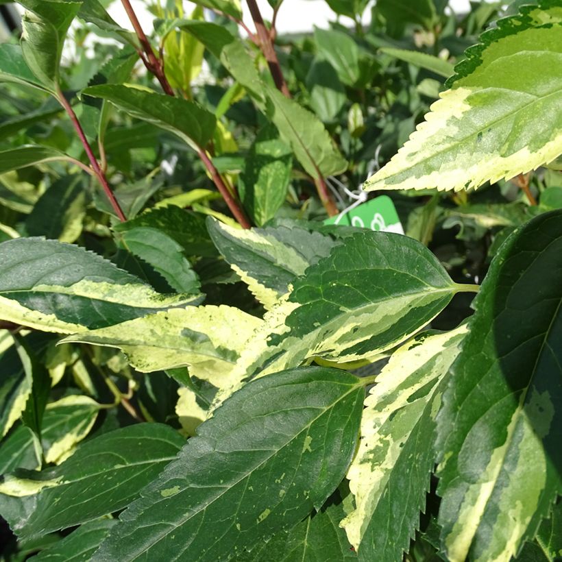 Komeaonnenpensas Variegata (Lehvistö)