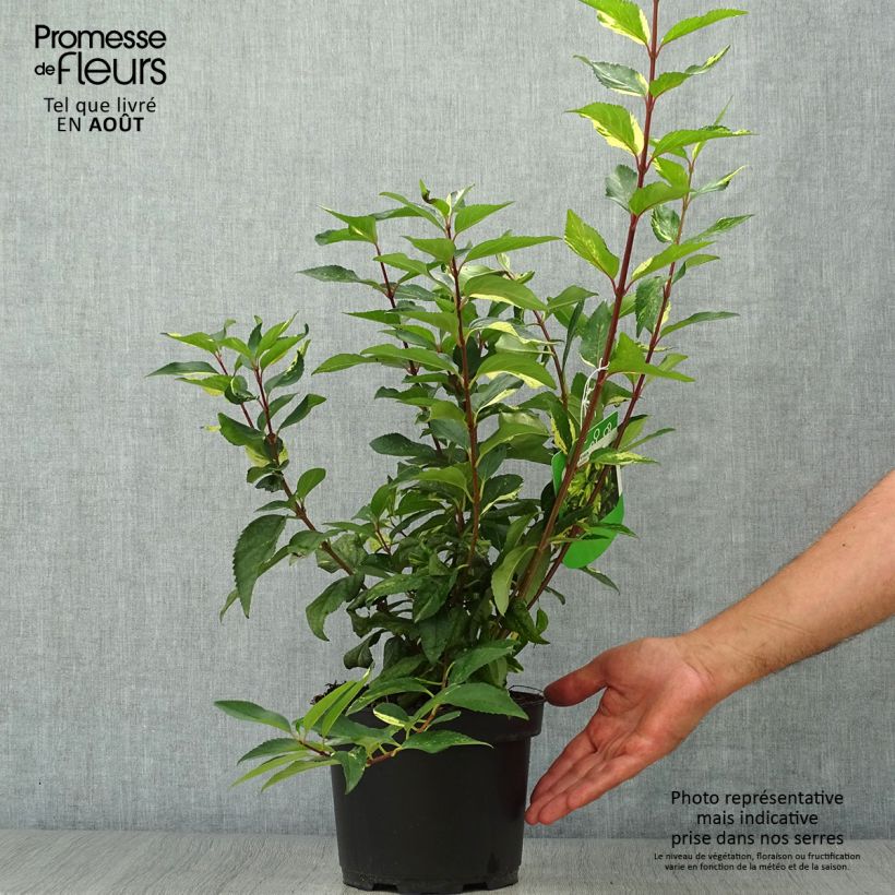 Esimerkki kesällä toimitetusta Komeaonnenpensas Variegata Pot de 3L/4L-taimesta