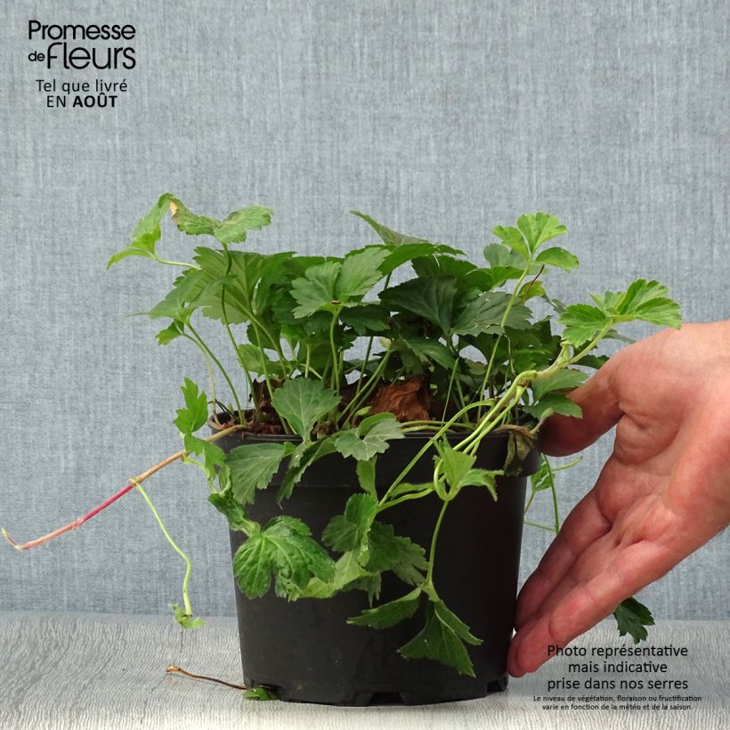 Esimerkki kesällä toimitetusta Rönsyansikka - Waldsteinia ternata Pot de 2L/3L-taimesta