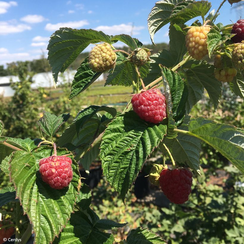 Vadelma Primeberry Autumn Fleshy (Sadonkorjuu)