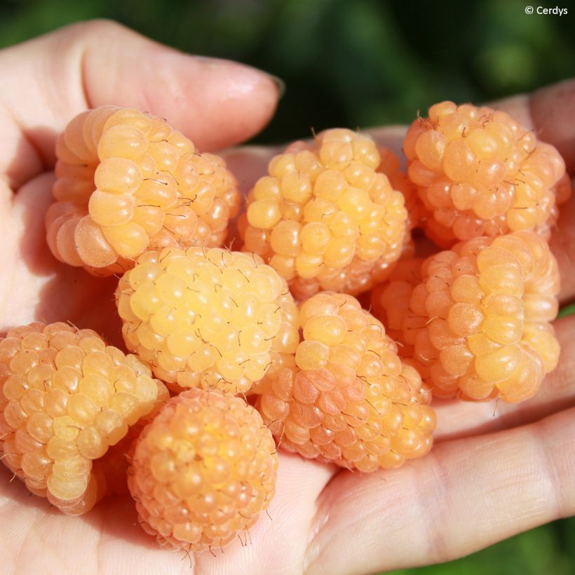 Vadelma Schlaraffia Golddigger (Sadonkorjuu)