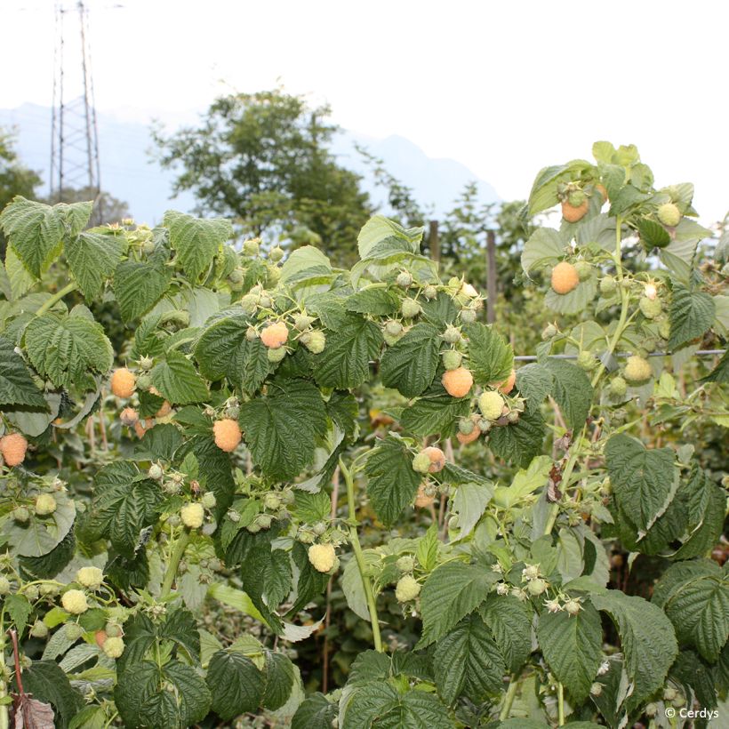 Vadelma Schlaraffia Golddigger (Kasvutapa)