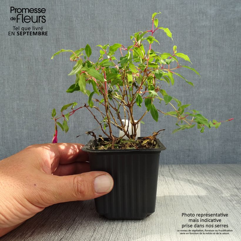 Esimerkki syksyllä toimitetusta Siroverenpisara - Fuchsia magellanica 8/9 cm taimiruukku-taimesta
