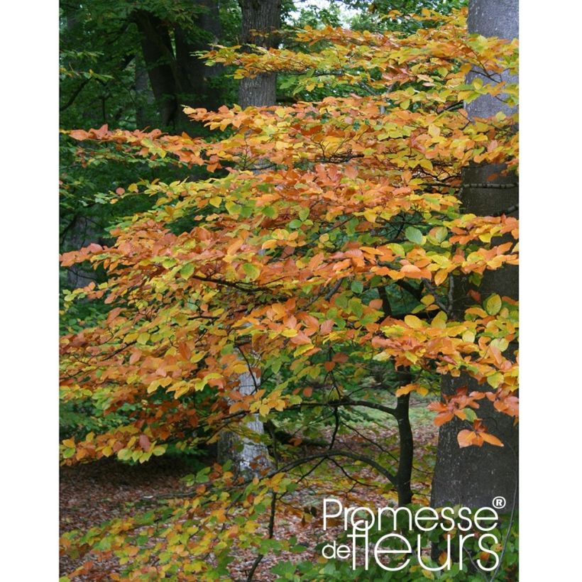 Euroopanpyökki - Fagus sylvatica (Kasvutapa)