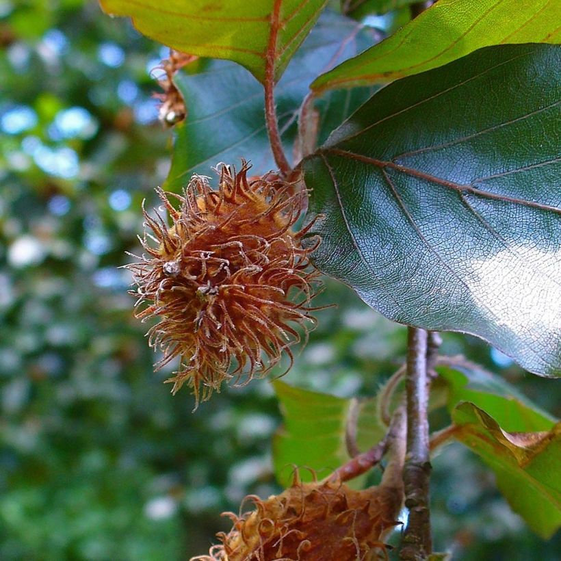 Euroopanpyökki Atropurpurea (Sadonkorjuu)