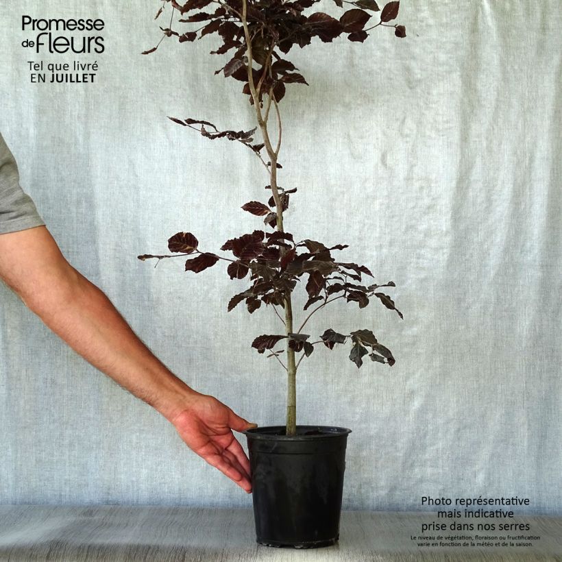 Esimerkki kesällä toimitetusta Euroopanpyökki Atropurpurea Ruukku 2L / 3L-taimesta