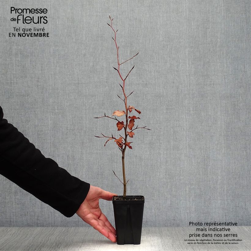 Esimerkki syksyllä toimitetusta Euroopanpyökki Atropurpurea 8/9 cm taimiruukku-taimesta