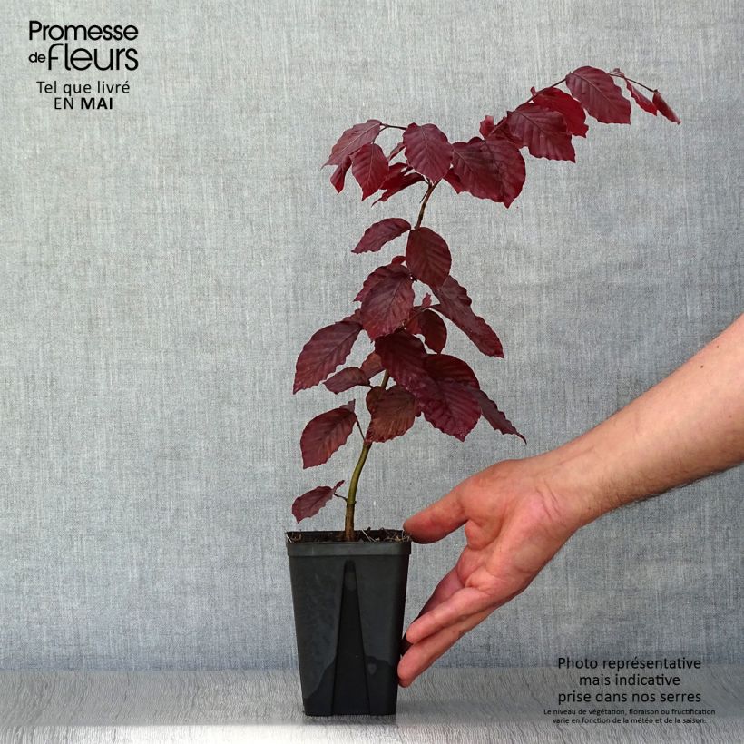 Esimerkki keväällä toimitetusta Euroopanpyökki Atropurpurea Taimiruukku 8/9 cm-taimesta