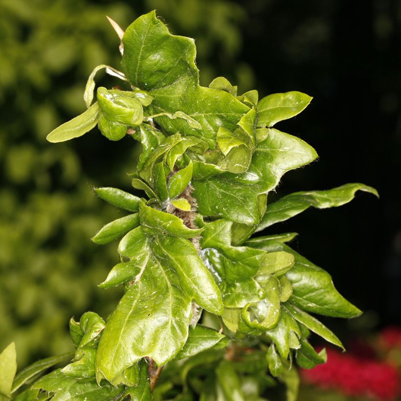 Euroopanpyökki Cristata (Lehvistö)