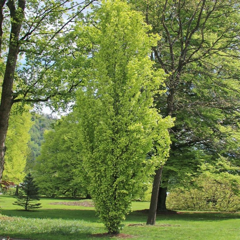 Euroopanpyökki Dawyck Gold (Kasvutapa)