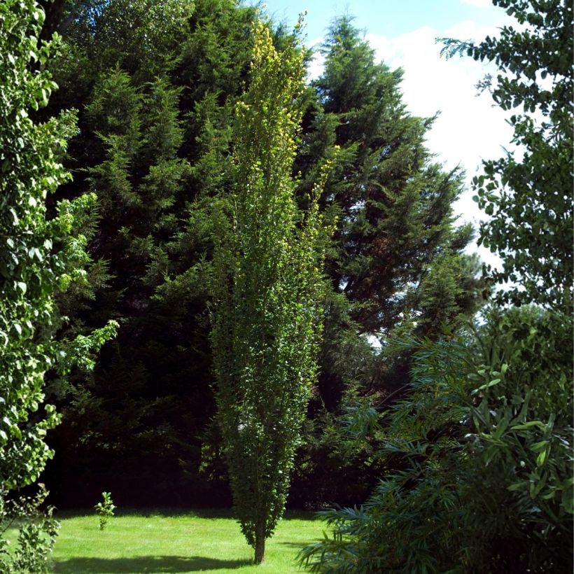 Euroopanpyökki Dawyck (Kasvutapa)
