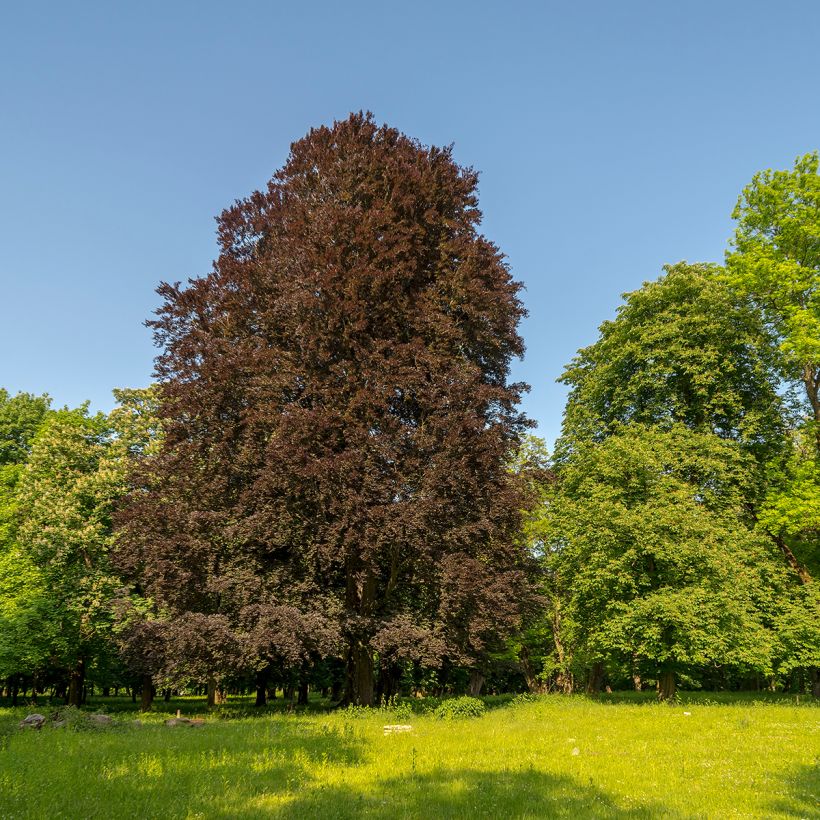 Euroopanpyökki Dawyck Purple (Kasvutapa)