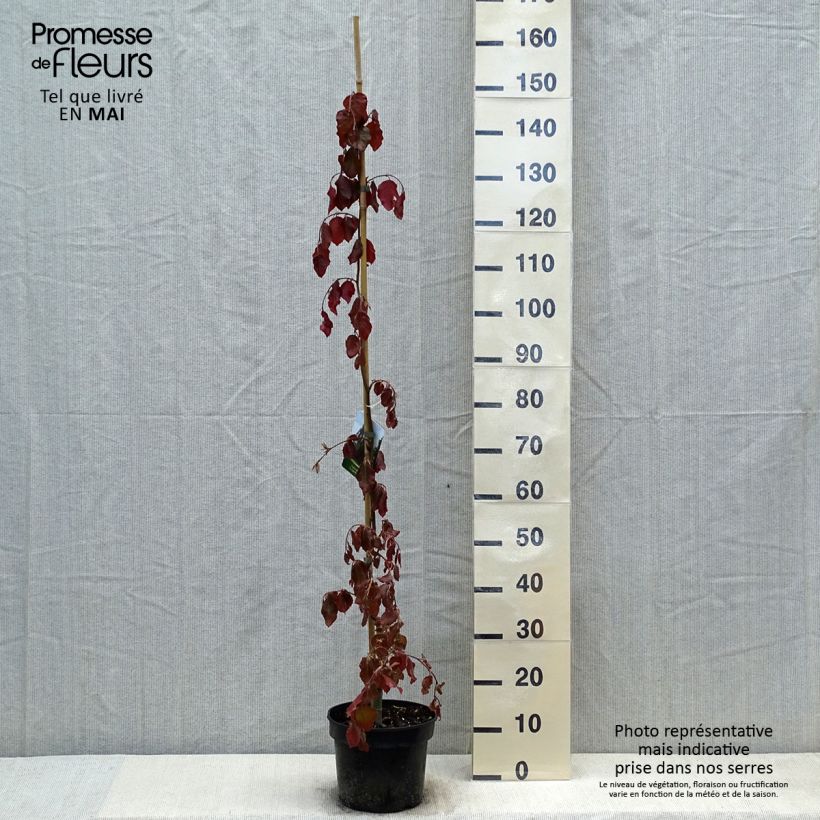 Esimerkki keväällä toimitetusta Euroopanpyökki Purple Fountain Ruukku 4L / 5L-taimesta