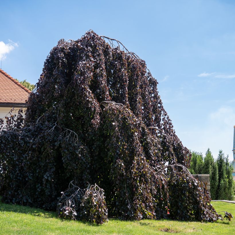 Euroopanpyökki Purple Fountain (Kasvutapa)