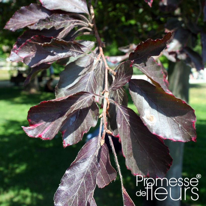 Euroopanpyökki Purpurea Pendula (Lehvistö)