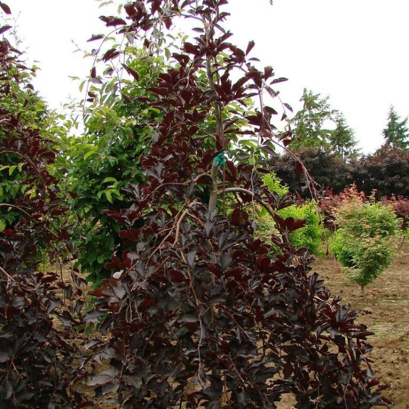 Euroopanpyökki Purpurea Pendula (Kasvutapa)