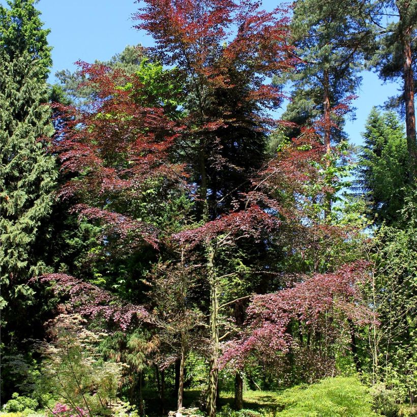 Euroopanpyökki Purpurea Tricolor (Kasvutapa)