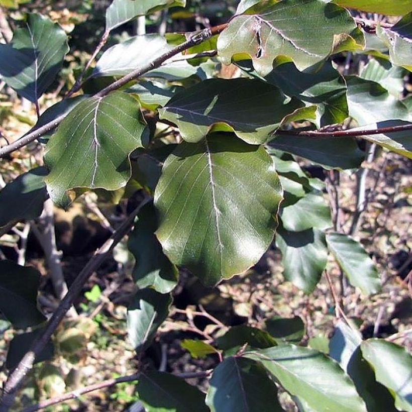 Euroopanpyökki Riversii (Lehvistö)