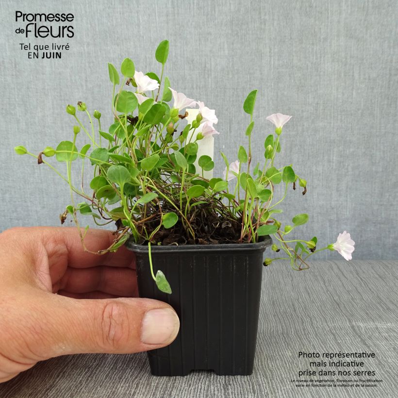 Esimerkki kesällä toimitetusta Falkia repens Godet de 8/9 cm-taimesta
