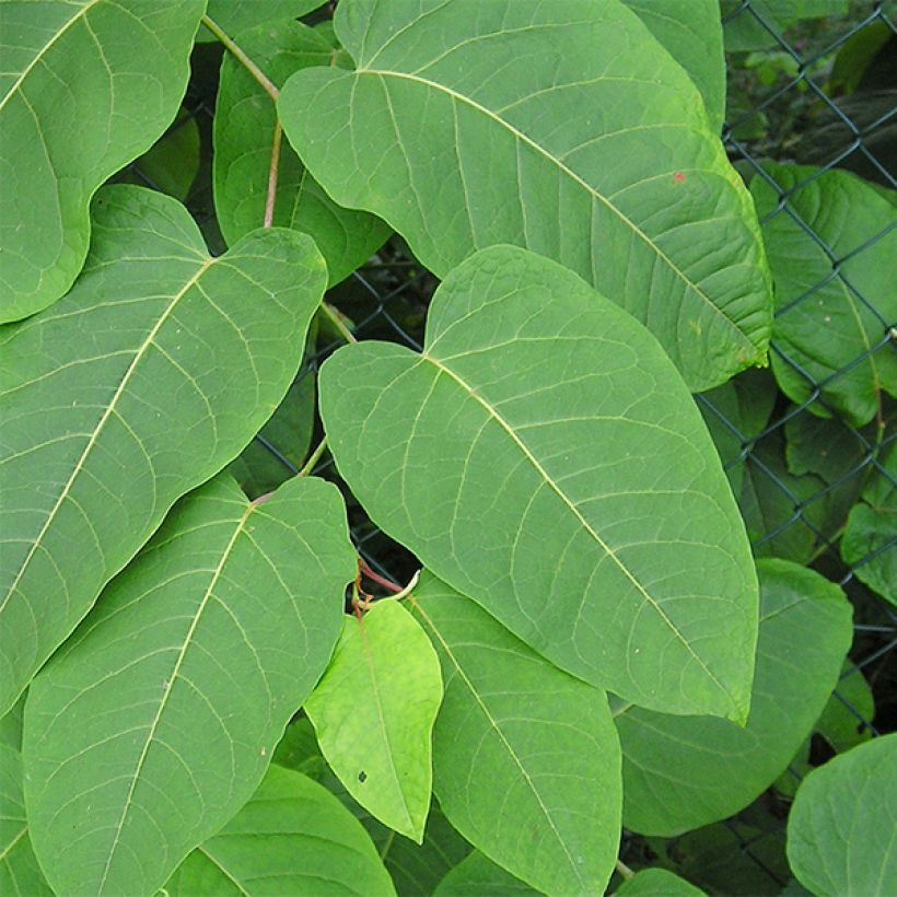 Jättitatar - Fallopia sachalinensis (Lehvistö)