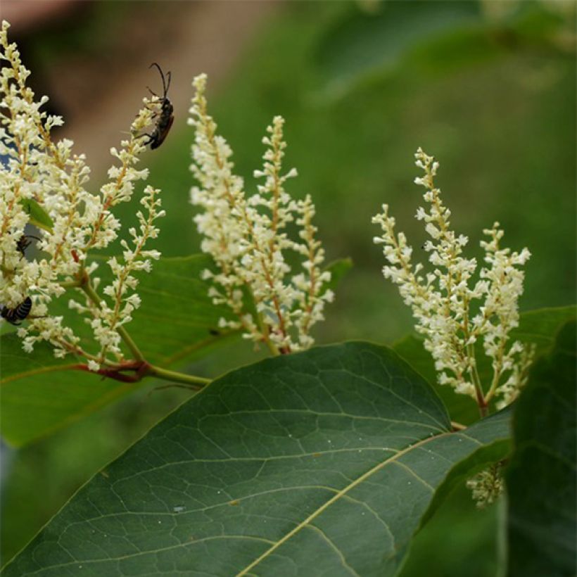 Jättitatar - Fallopia sachalinensis (Kukinta)