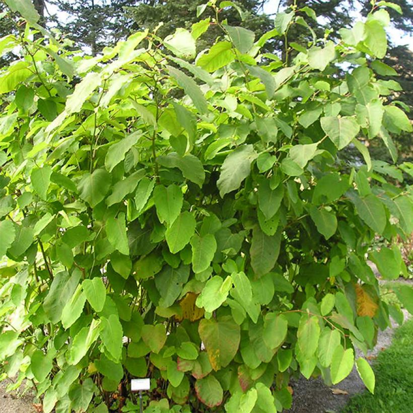 Jättitatar - Fallopia sachalinensis (Kasvutapa)