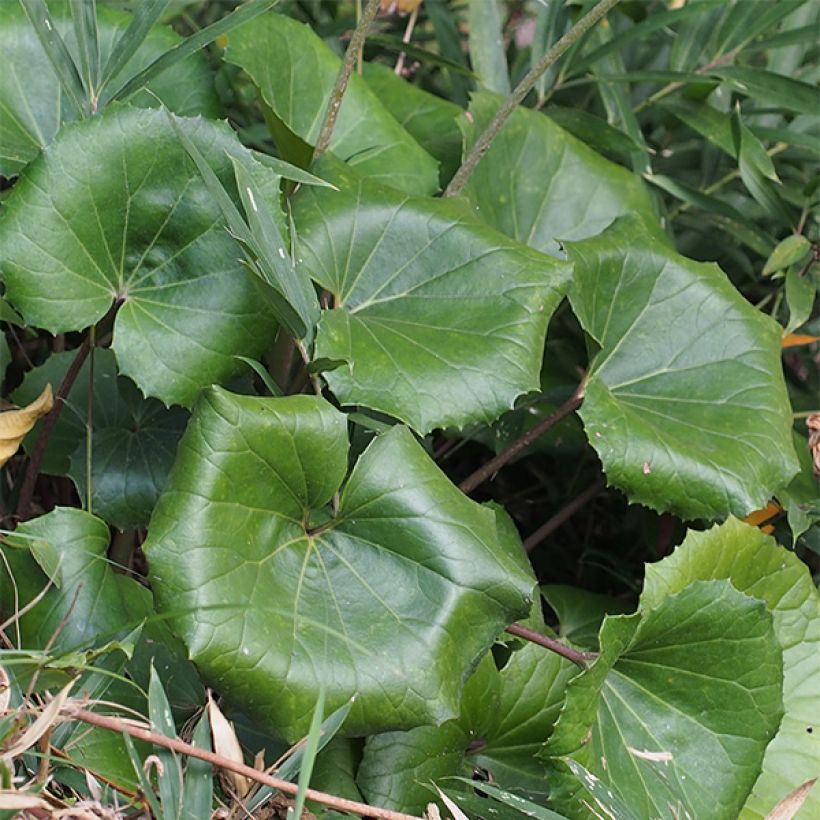 Japaninnauhio - Farfugium japonicum (Lehvistö)