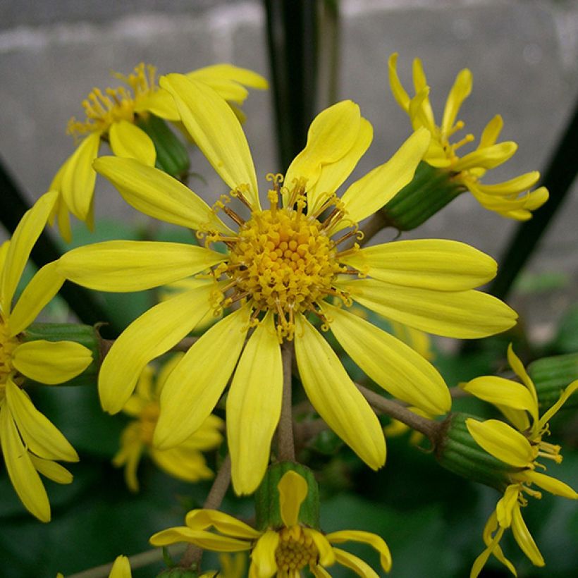 Japaninnauhio - Farfugium japonicum (Kukinta)