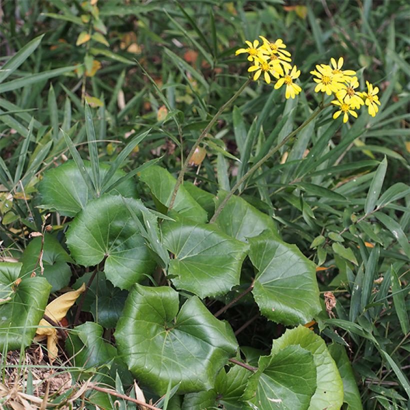Japaninnauhio - Farfugium japonicum (Kasvutapa)