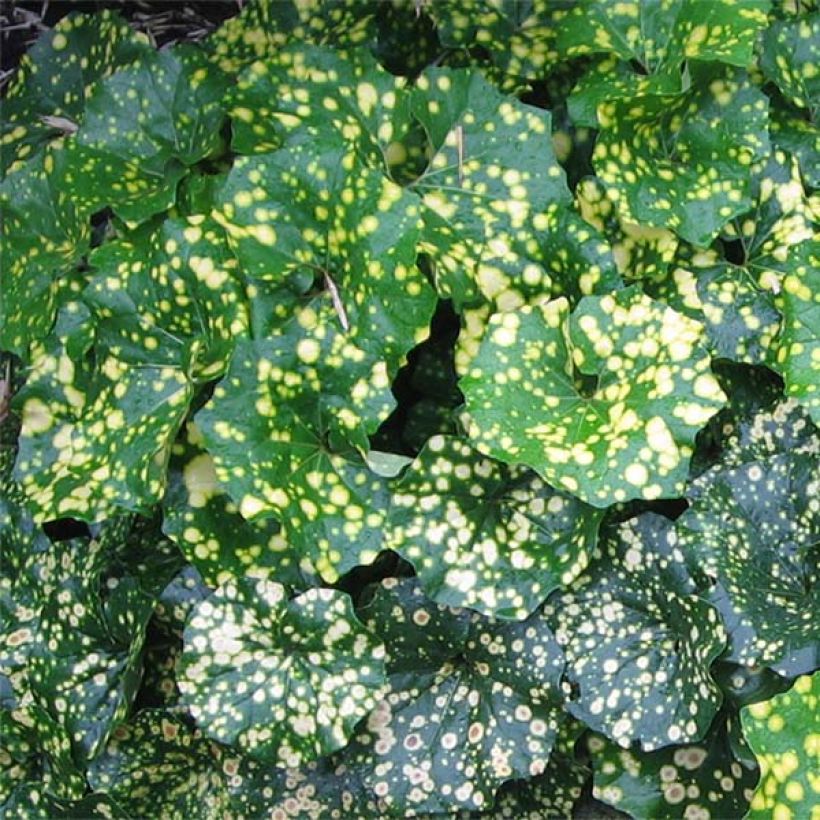 Japaninnauhio Aureomaculatum (Lehvistö)