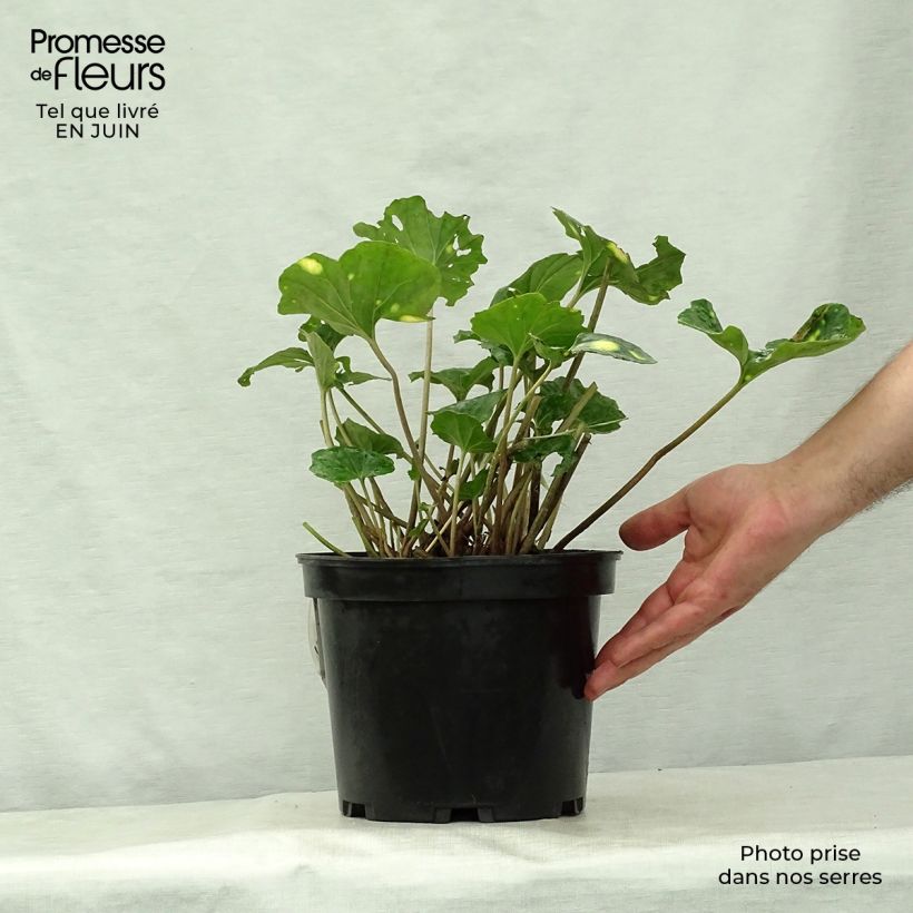 Esimerkki kesällä toimitetusta Japaninnauhio Aureomaculatum Pot de 3L/4L-taimesta
