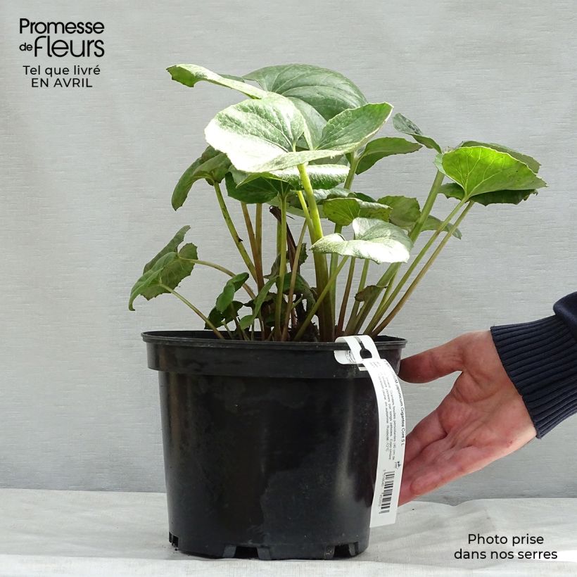 Esimerkki keväällä toimitetusta Japaninnauhio Crispata Pot de 4L/5L-taimesta