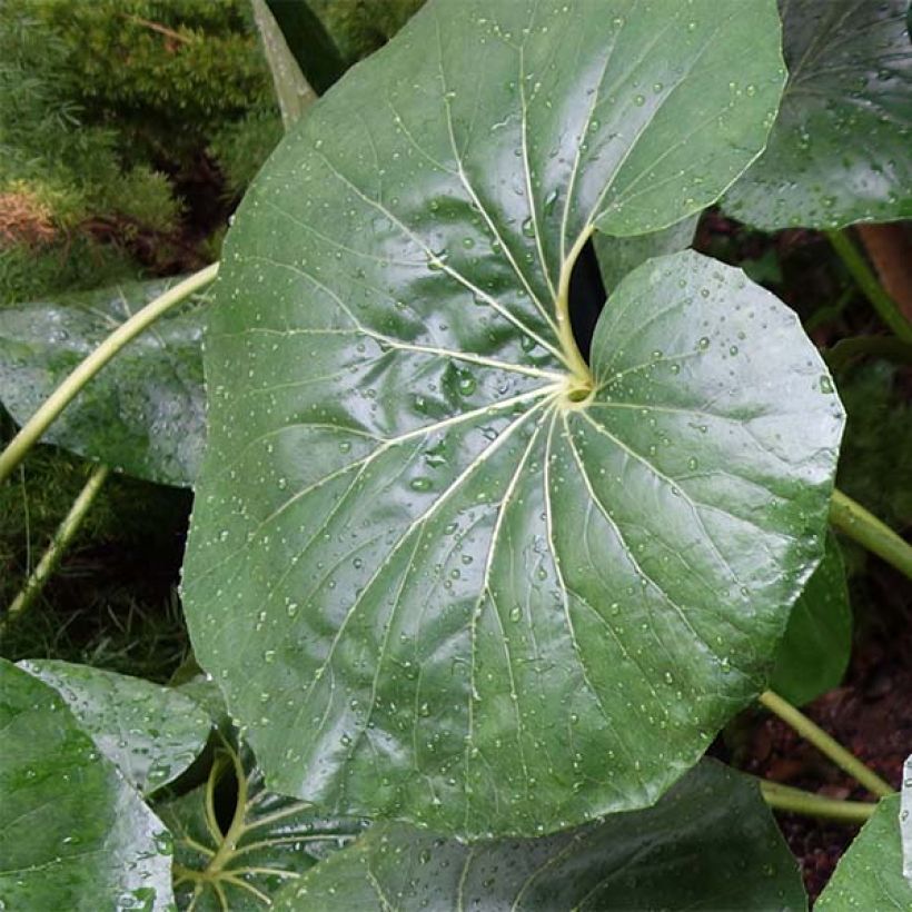 Japaninnauhio Gigantea (Lehvistö)