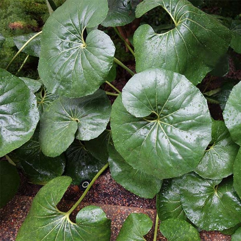 Japaninnauhio Gigantea (Kasvutapa)