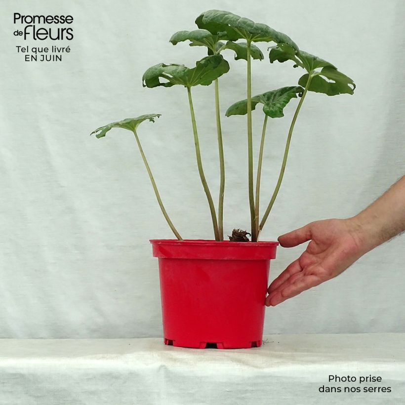Esimerkki kesällä toimitetusta Japaninnauhio - Farfugium japonicum Ruukku 3L / 4L-taimesta
