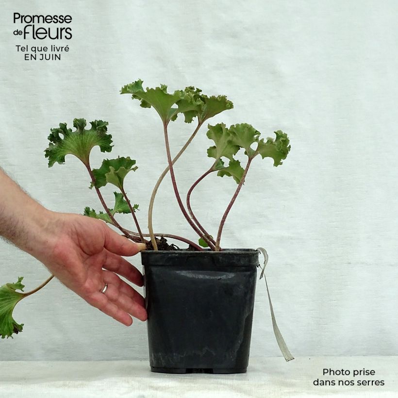 Esimerkki kesällä toimitetusta Japaninnauhio Wavy Gravy Pot de 2L/3L-taimesta