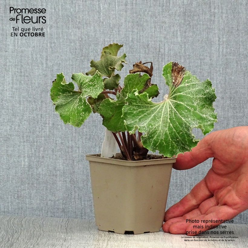 Esimerkki syksyllä toimitetusta Japaninnauhio Wavy Gravy 8/9 cm taimiruukku-taimesta