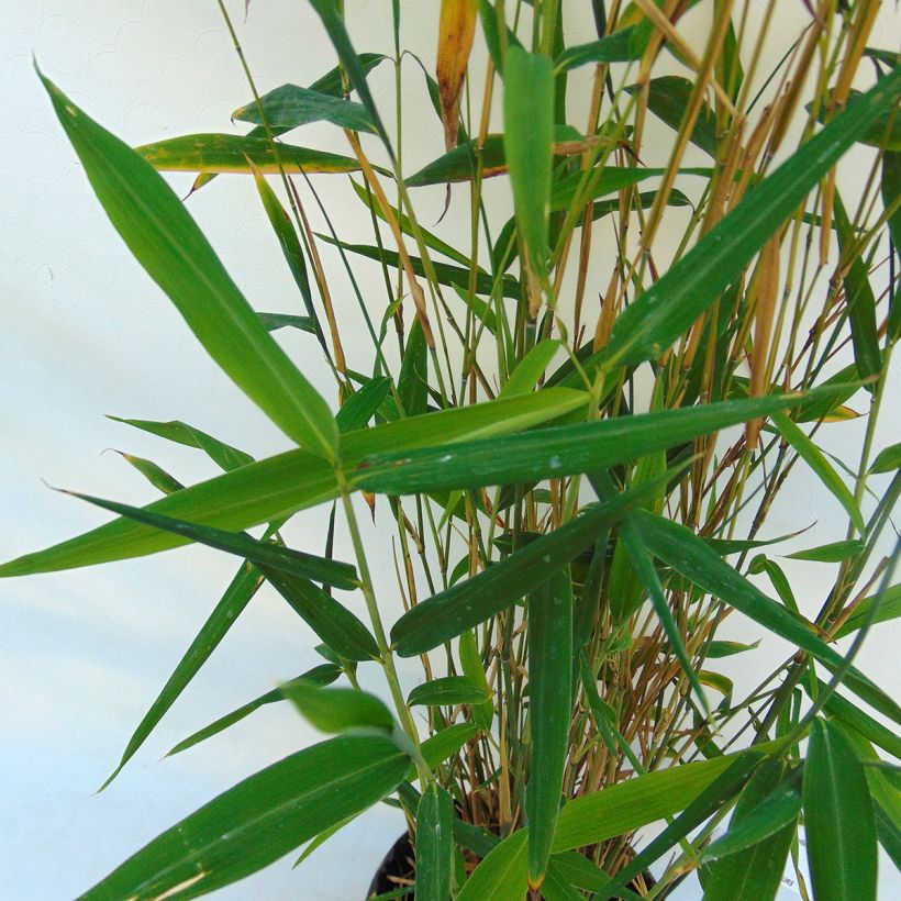 Ruokobambu Blue Dragon (Lehvistö)