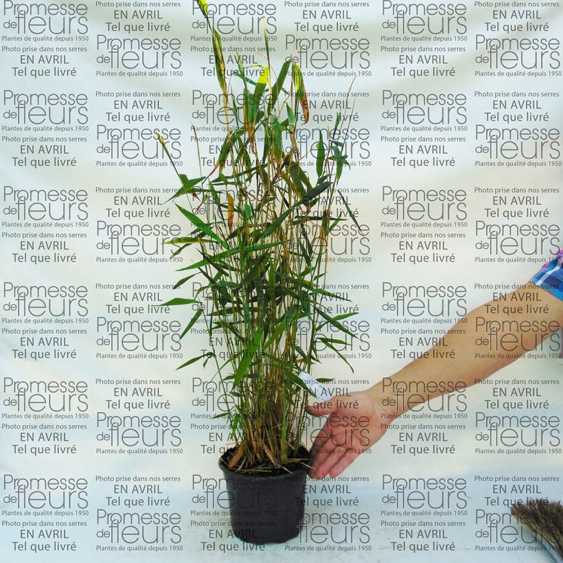 Esimerkki toimitetusta Ruokobambu Blue Dragon Pot de 2L/3L-taimesta