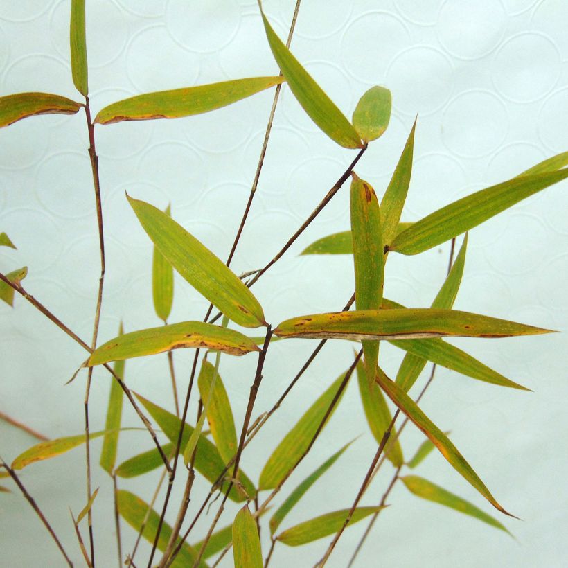 Ruokobambu Green Dragon (Lehvistö)