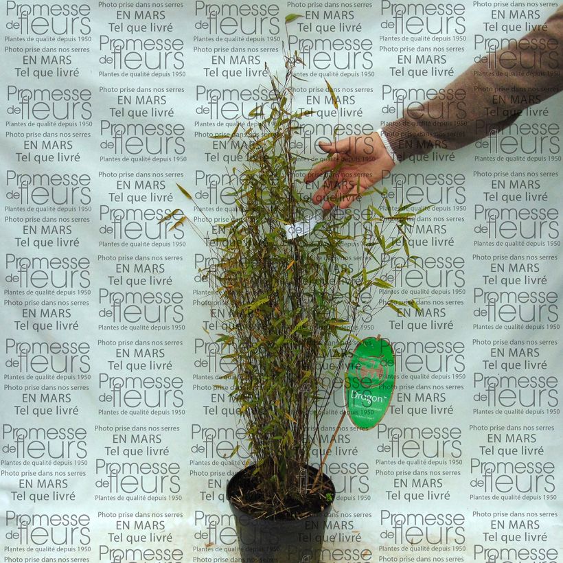 Esimerkki toimitetusta Ruokobambu Green Dragon Pot de 2L/3L-taimesta