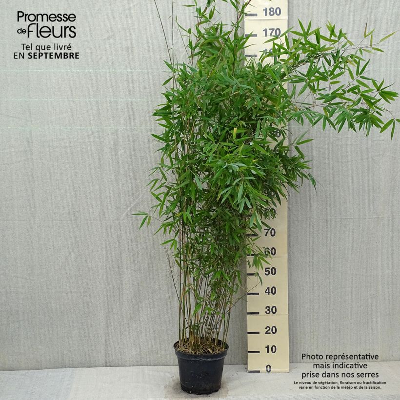 Esimerkki syksyllä toimitetusta Kiiltoruokobambu Winter Joy 7,5 litran / 10 litran ruukku-taimesta