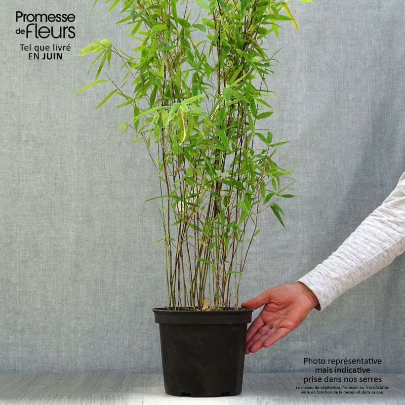 Esimerkki kesällä toimitetusta Kiiltoruokobambu Winter Joy Ruukku 4L / 5L-taimesta