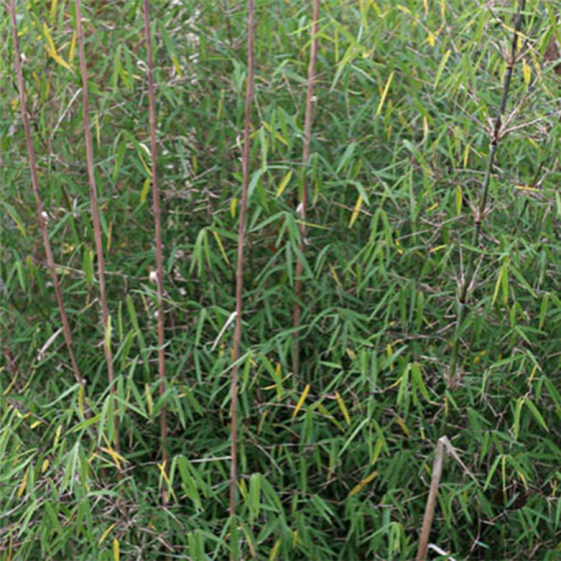 Ruokobambu - Fargesia angustissima (Lehvistö)