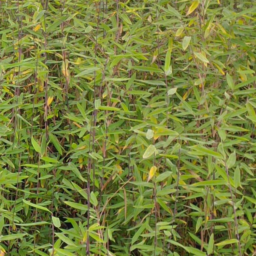 Ruokobambu Gerry (Lehvistö)
