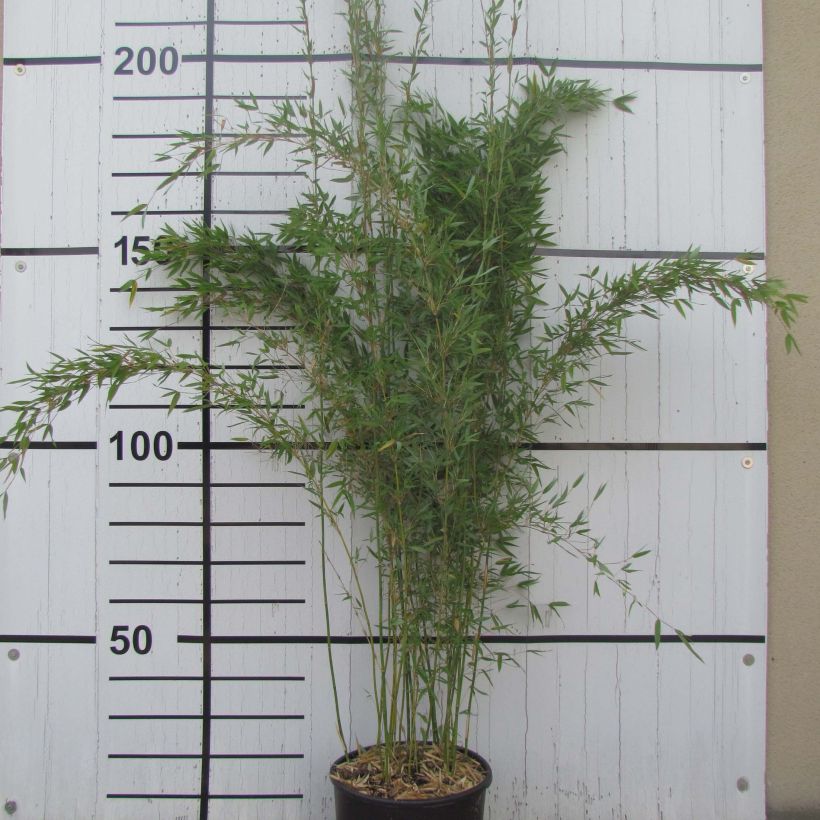 Ruokobambu Lancaster 1 (Kasvutapa)