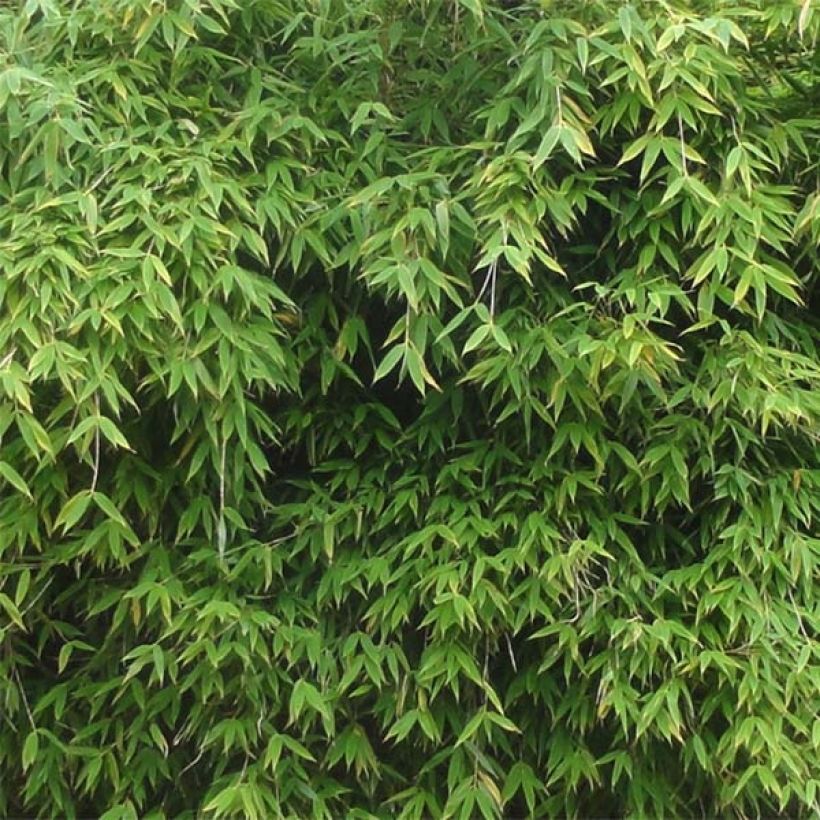 Ruokobambu Dino (Lehvistö)