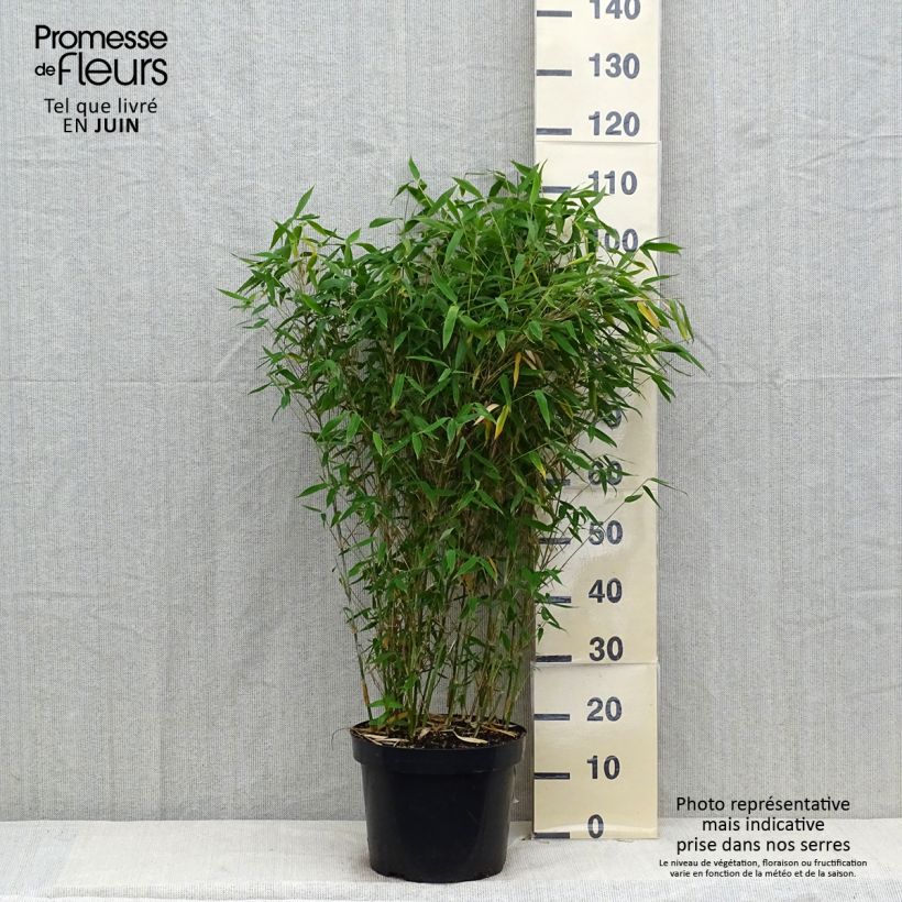 Esimerkki kesällä toimitetusta Ruokobambu Dino Pot de 7,5L/10L-taimesta