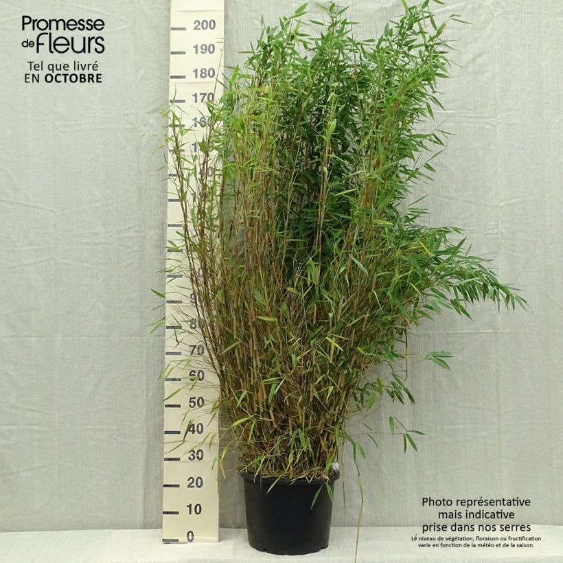 Esimerkki syksyllä toimitetusta Ruokobambu Dino 20 litran/25 litran ruukku-taimesta